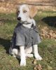Military Static Rivited Fashion Collared Wool Pet Coat SX, S, M Sizes