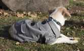 Military Static Rivited Fashion Collared Wool Pet Coat SX, S, M Sizes