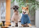 Touchdog 'Modress' Fashion Designer Dog Sweater and Dress S, M, L Sizes