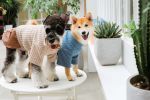 Touchdog 'Modress' Fashion Designer Dog Sweater and Dress S, M, L Sizes