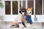 Touchdog 'Modress' Fashion Designer Dog Sweater and Dress S, M, L Sizes