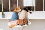 Touchdog 'Modress' Fashion Designer Dog Sweater and Dress S, M, L Sizes